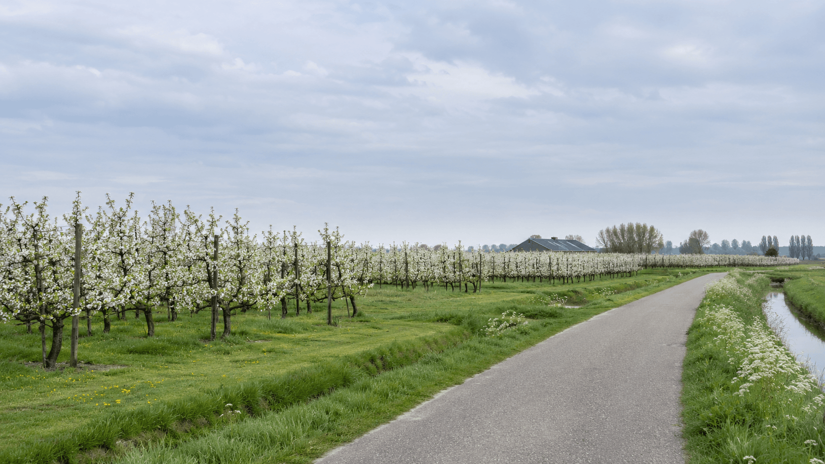 Boomgaard in bloei langs een landweg in de Betuwe
